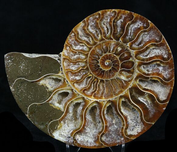 Agatized Ammonite Fossil (Half) #32461